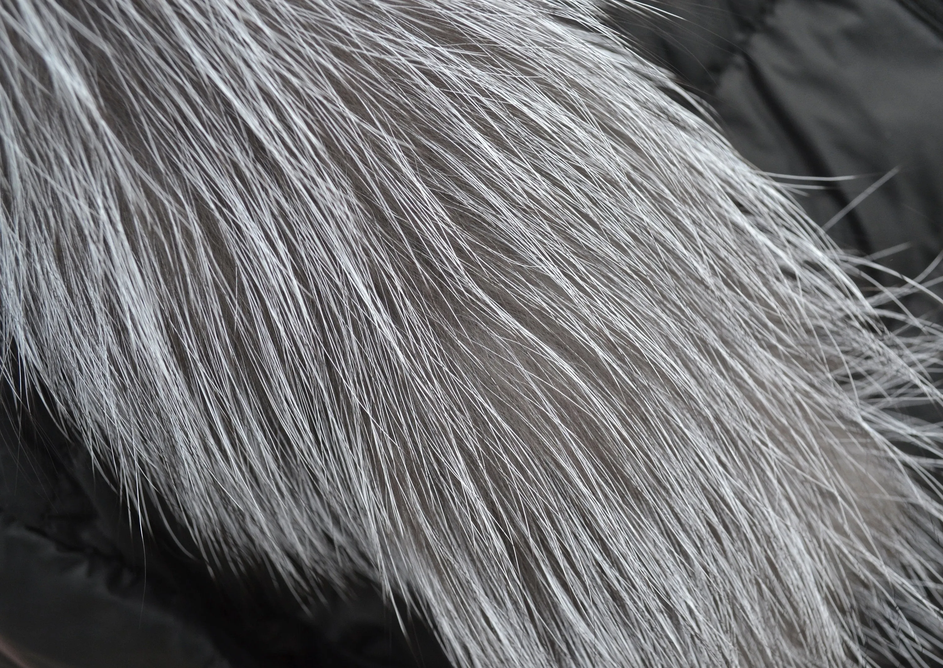 READY TO SHIP, Real Silver Fox Fur Trim Hood, Fur collar trim, Fox Fur Collar, Fur Scarf, Fur Ruff, Fox Fur Hood, Fox Fur, Fur stripe, Coat