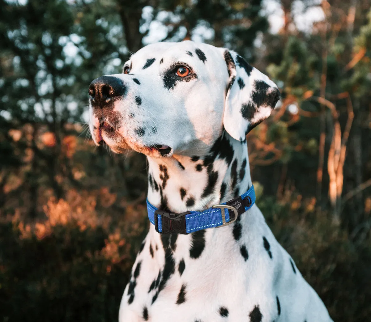 Rogz Classic Reflective Collars Blue